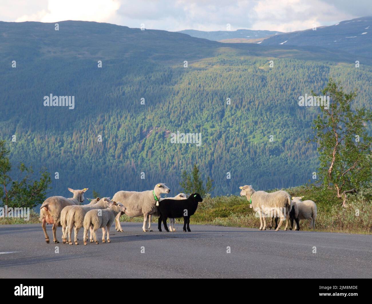 Schafe auf dem korgfjell-Pass in Norwegen, Mo i Rana Stockfoto