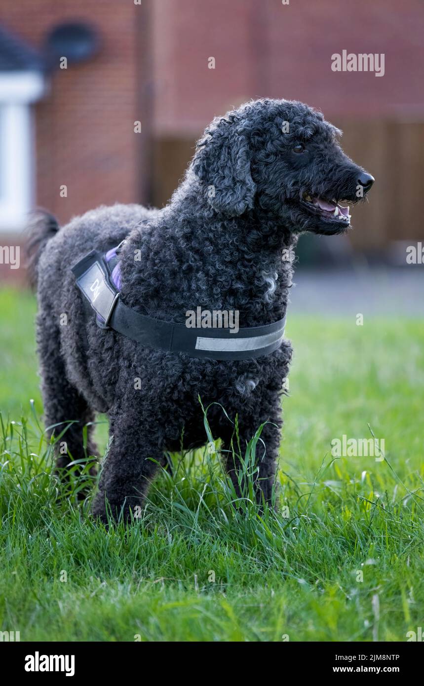 Ein wunderschöner schwarzer Labradoodle Hund, der ein Geschirr trägt und auf einem grasbewachsenen Feld mit einem Haus im Hintergrund steht Stockfoto