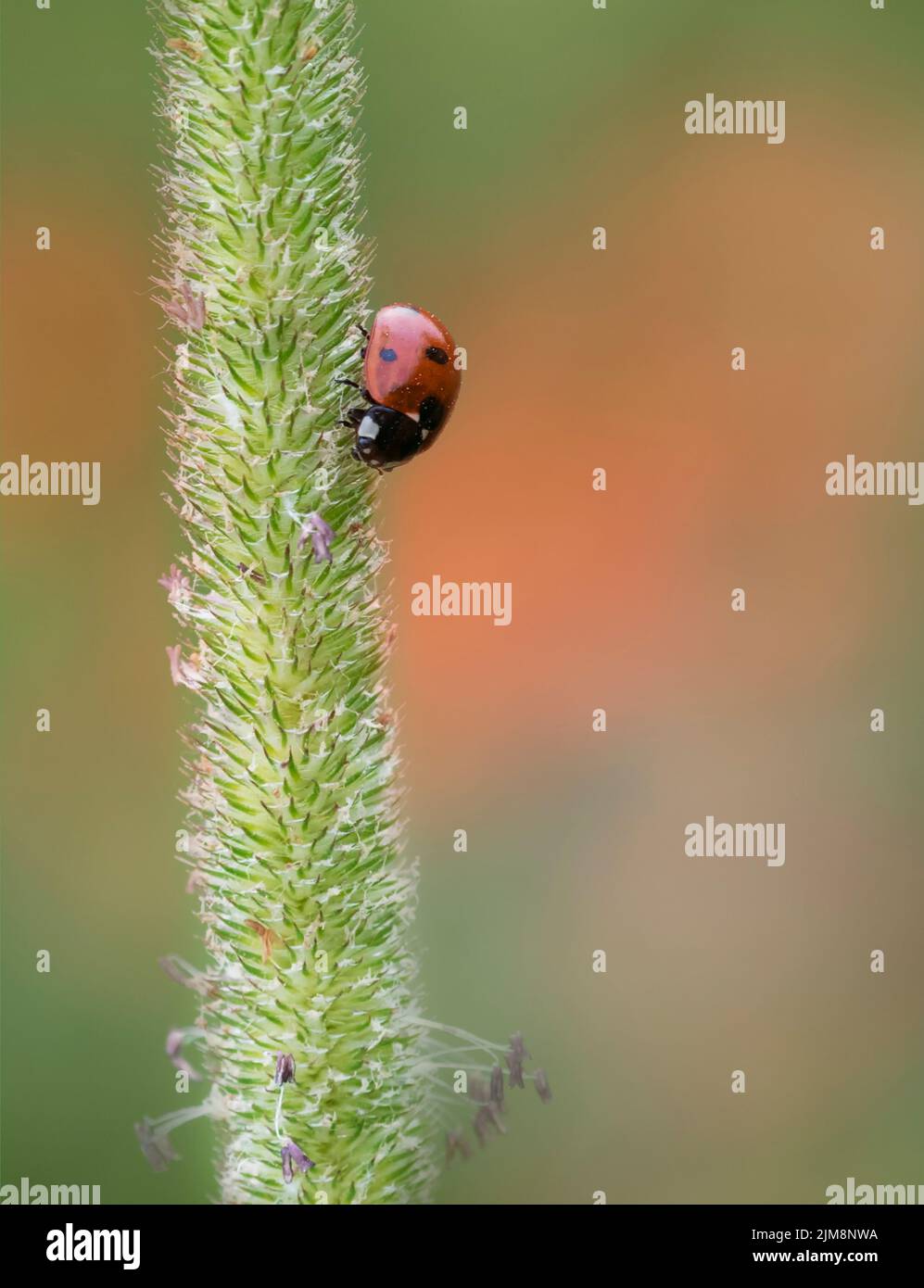 Ein Marienkäfer mit 7 Punkten (Coccinella septempunctata), der auf einem Graskopf ruht und im Hintergrund ein unfokussiertes Mohnfeld aufweist Stockfoto