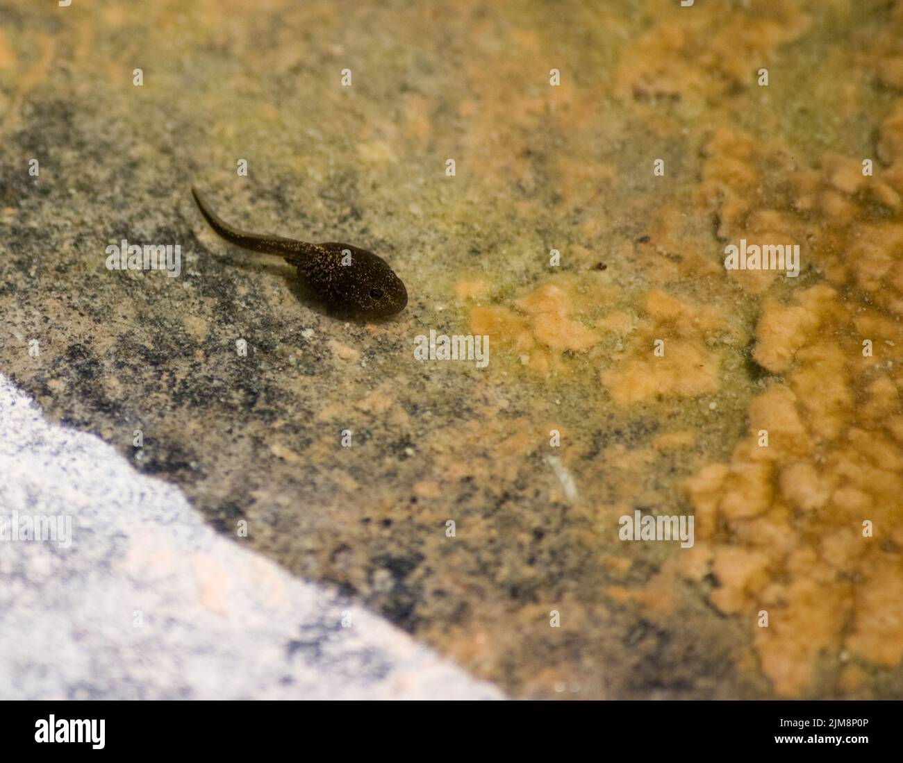 Larven im teich Fotos und Bildmaterial in hoher Auflösung Alamy
