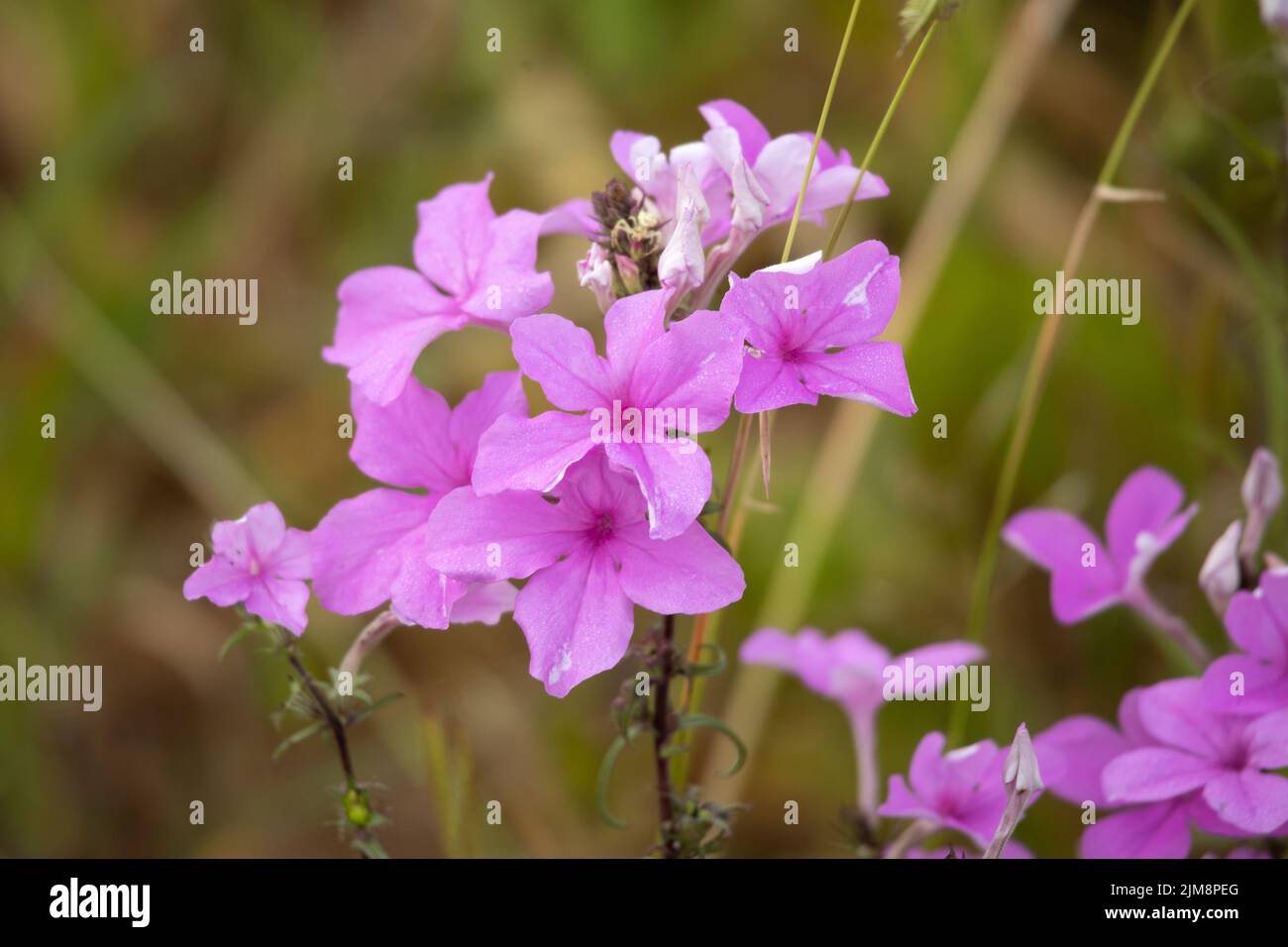 Die leuchtend rosa Blüten der Cycnium oder Pink Ink Flower sind während der Trockenzeit häufig. Sie bevorzugen gestörte Böden und sind auf Gras hemiparasitär Stockfoto