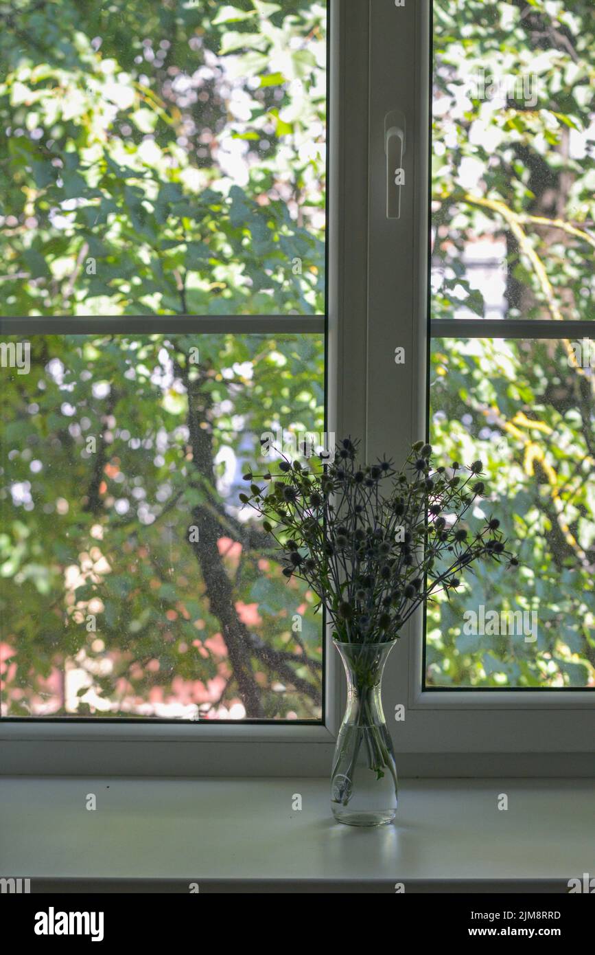 Blaue Blumen mit Stacheln stehen in einer Vase auf einer weißen Fensterbank. Vor dem Fenster scheint die helle Sommersonne auf den Ästen von grünen Bäumen Stockfoto