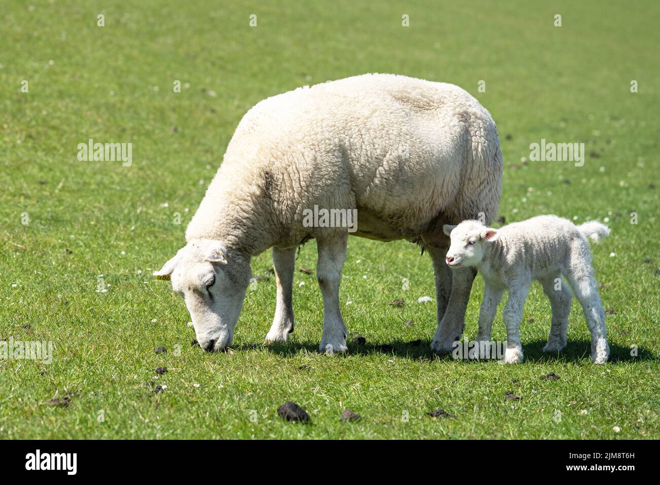 Schafzucht auf der nordfriesischen Insel Pellworm, Grünarbeiter auf dem Deich, Deutschland Stockfoto