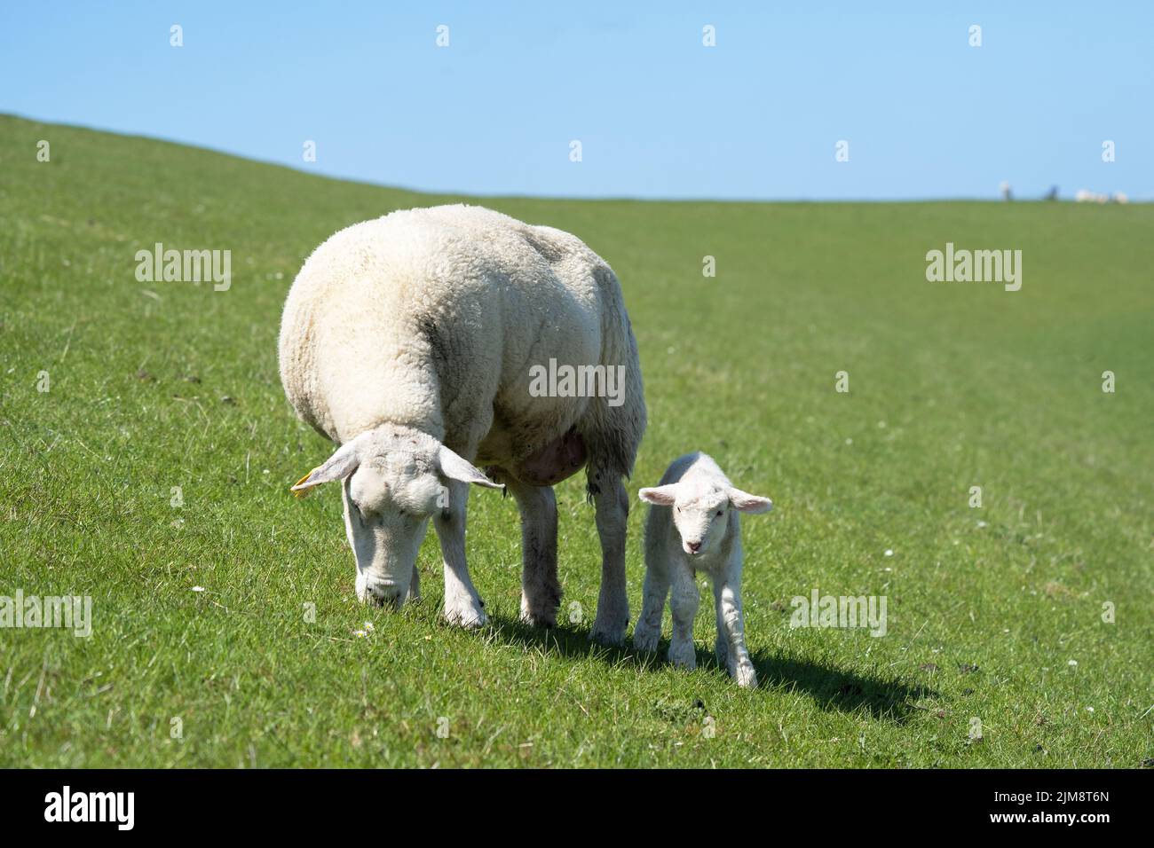 Schafzucht auf der nordfriesischen Insel Pellworm, Grünarbeiter auf dem Deich, Deutschland Stockfoto