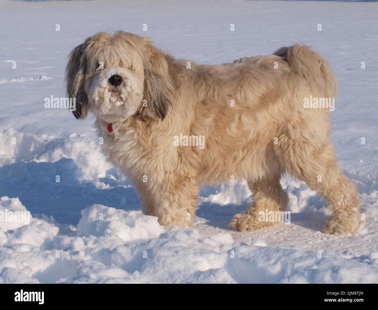 Tibetan Terrier - Rüde Stockfoto