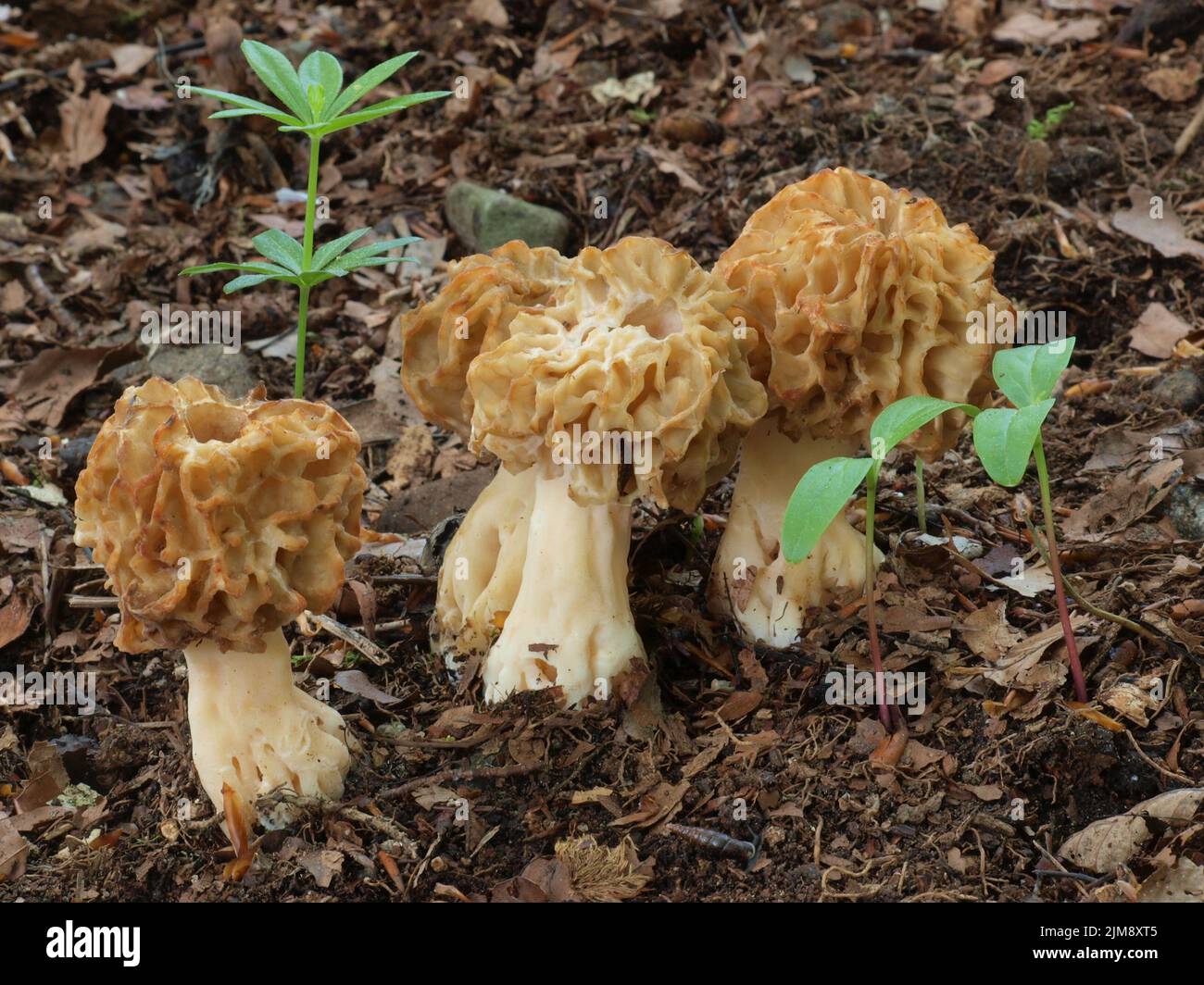 Echte Morchel, gemeine morchella esculenta Stockfoto