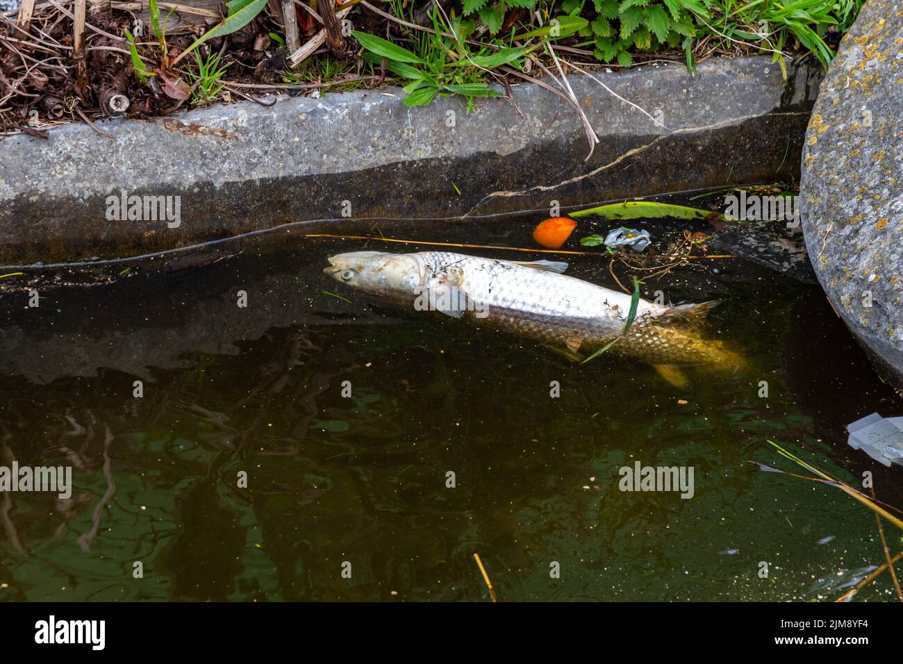 Tote Fische im Wasser, Konzept der Wasserverschmutzung in der Natur. Gefährliches und verschmutztes kontaminiertes Wasser. Stockfoto
