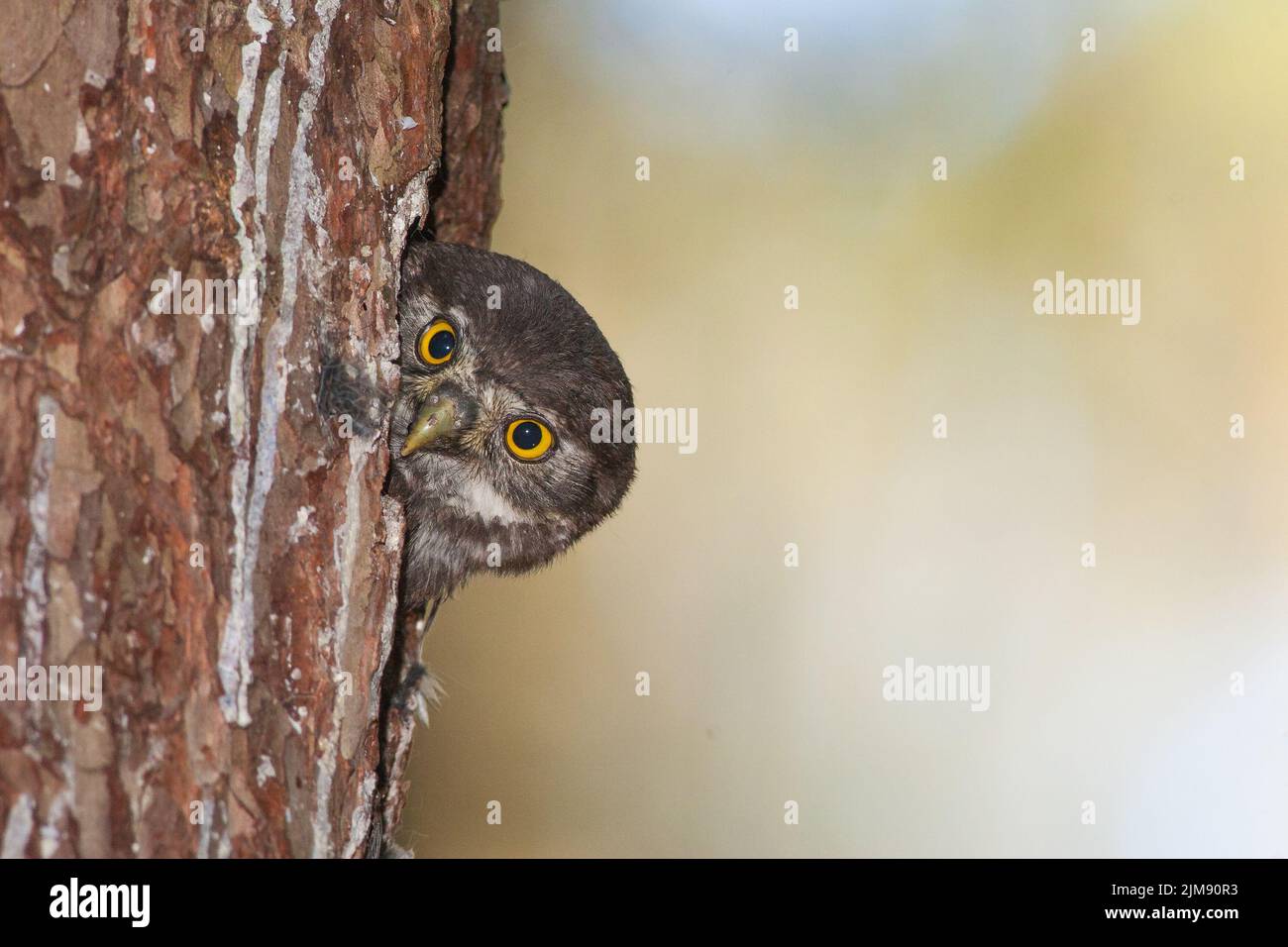 (Eurasische) Zwergeule Stockfoto