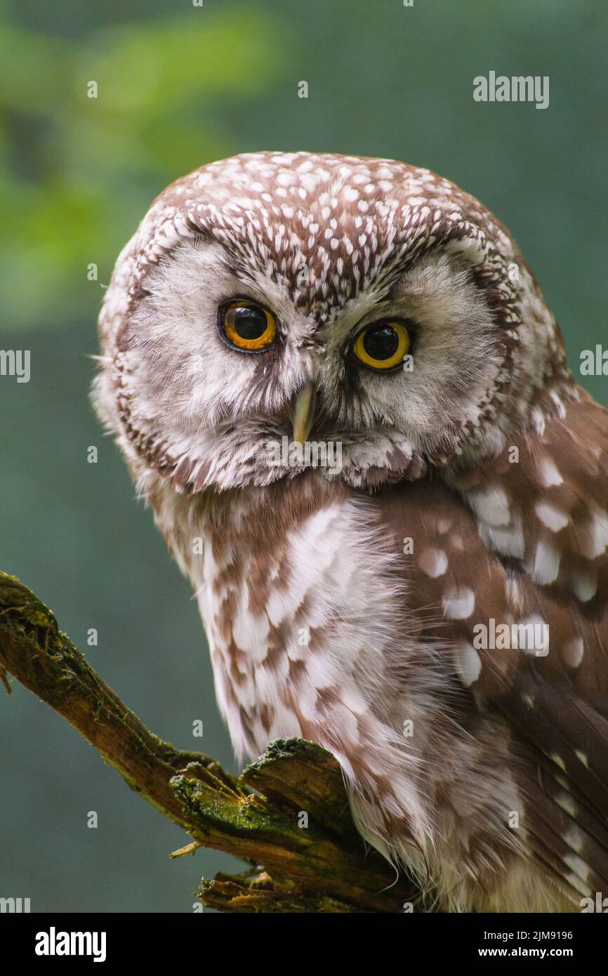 Der Rauhfußkauz Eule Stockfoto