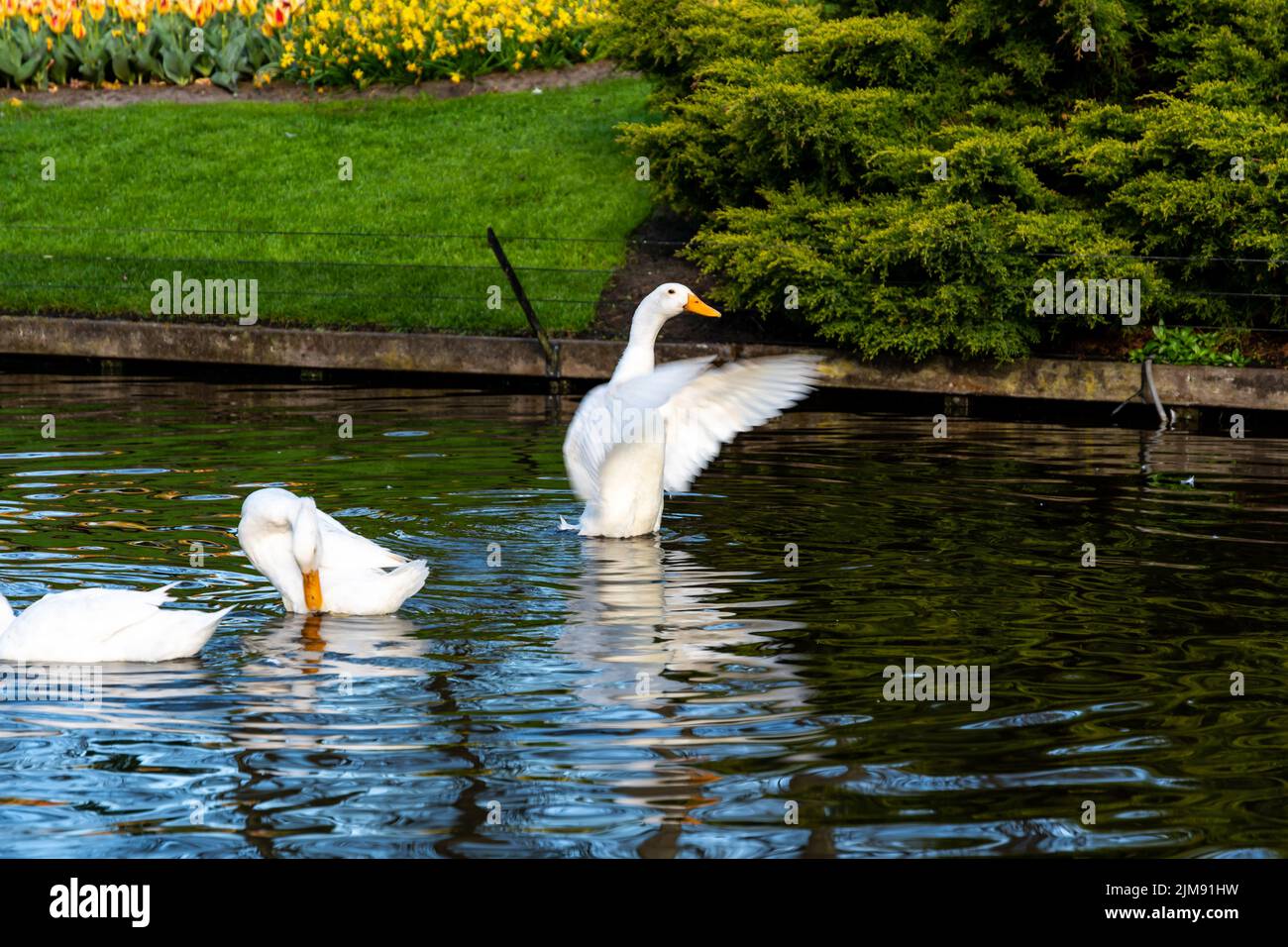 Weiße Gans winkt mit Flügeln auf einem kleinen Wasserteich in der Nähe des öffentlichen Parks. Stockfoto