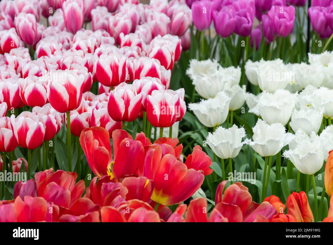 Nahaufnahme eines wunderschönen Tulpenfeldes in voller Blüte. Tulpenblume in mehreren Farben - rosa, gelb, violett, rot, orange. Tulpen sind typische Blüten in Neth Stockfoto