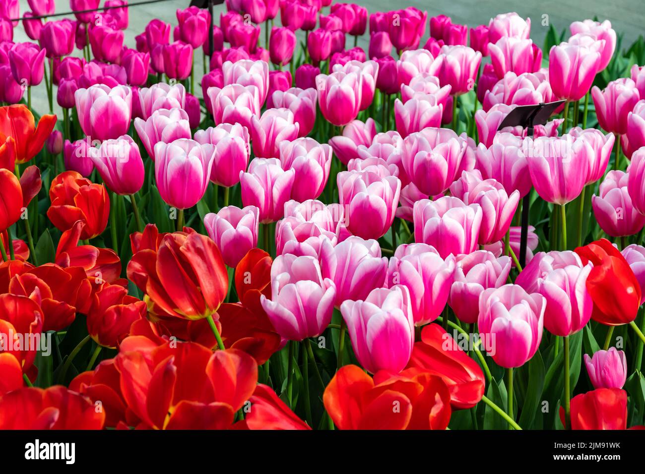 Nahaufnahme eines wunderschönen Tulpenfeldes in voller Blüte. Tulpenblume in mehreren Farben - rosa, gelb, violett, rot, orange. Tulpen sind typische Blüten in Neth Stockfoto