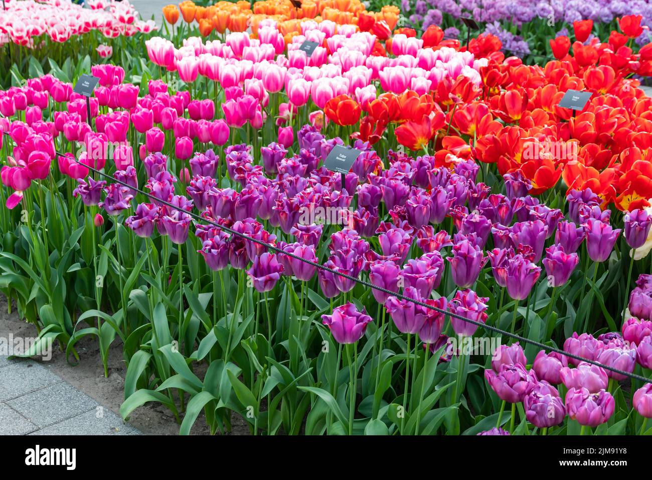 Nahaufnahme eines wunderschönen Tulpenfeldes in voller Blüte. Tulpenblume in mehreren Farben - rosa, gelb, violett, rot, orange. Tulpen sind typische Blüten in Neth Stockfoto