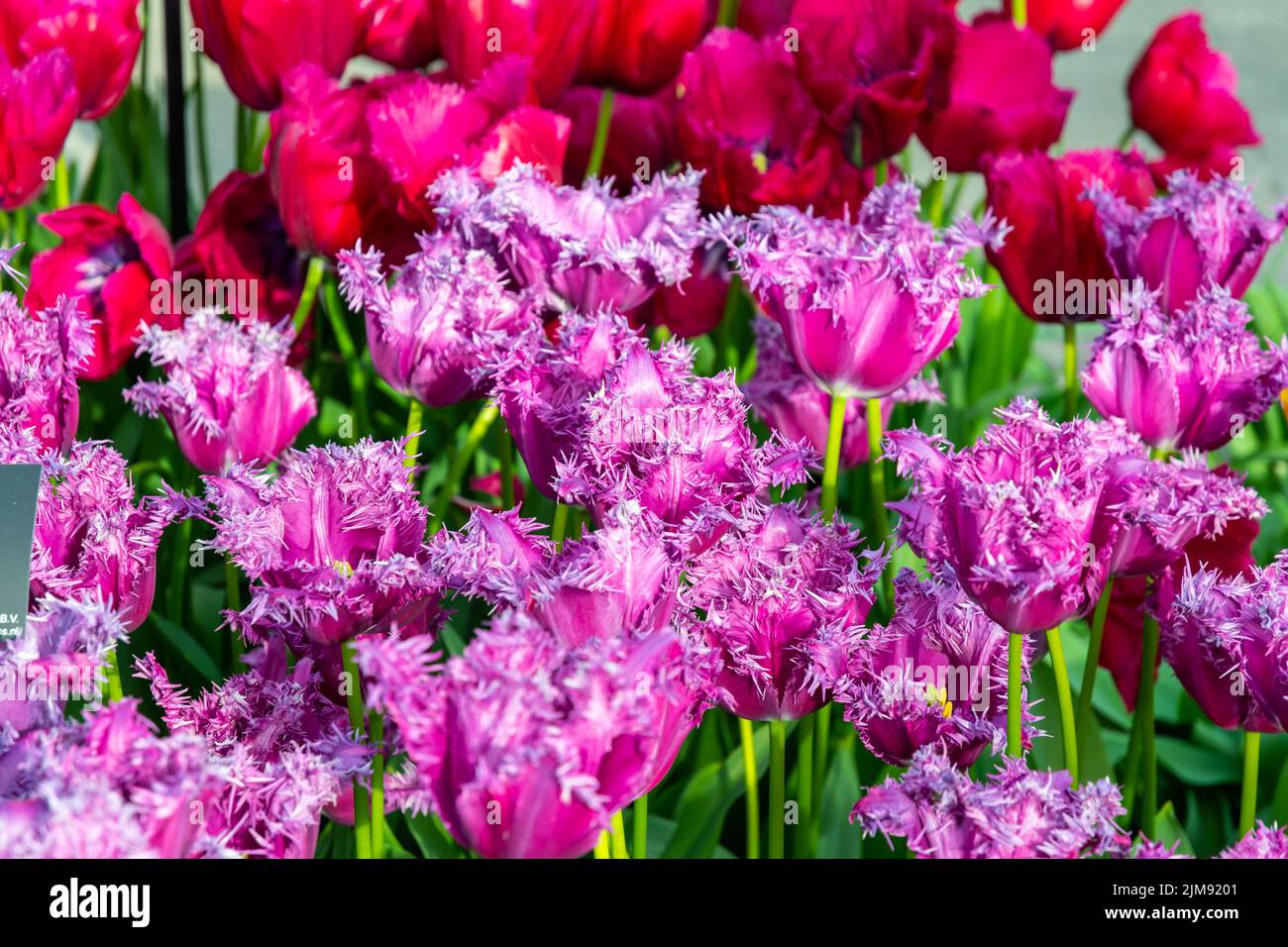 Nahaufnahme eines wunderschönen Tulpenfeldes in voller Blüte. Tulpenblume in mehreren Farben - rosa, gelb, violett, rot, orange. Tulpen sind typische Blüten in Neth Stockfoto