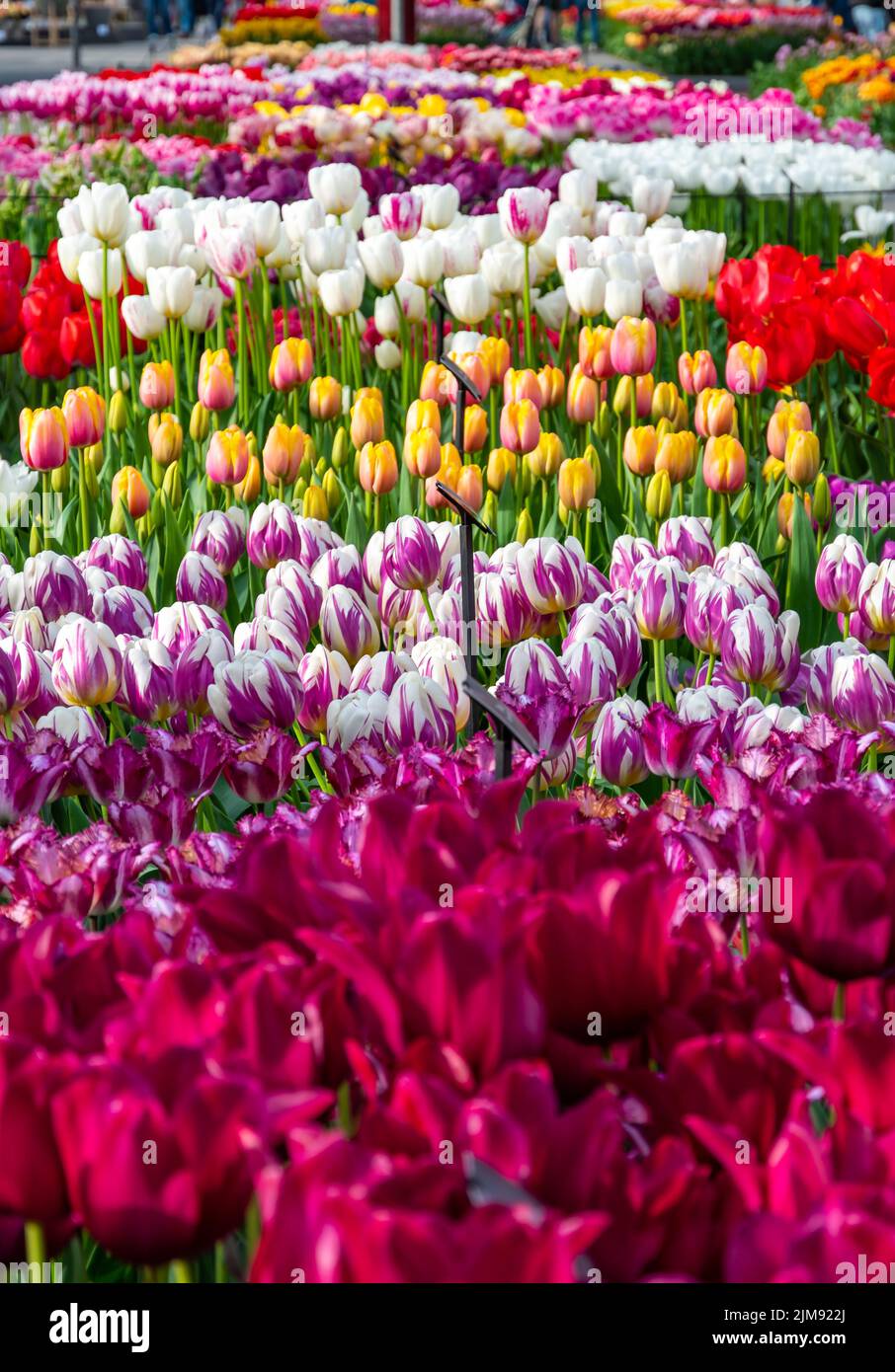 Nahaufnahme eines wunderschönen Tulpenfeldes in voller Blüte. Tulpenblume in mehreren Farben - rosa, gelb, violett, rot, orange. Tulpen sind typische Blüten in Neth Stockfoto
