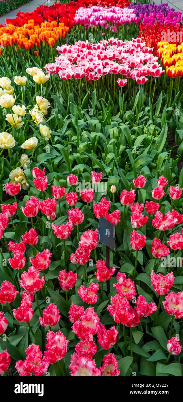 Nahaufnahme eines wunderschönen Tulpenfeldes in voller Blüte. Tulpenblume in mehreren Farben - rosa, gelb, violett, rot, orange. Tulpen sind typische Blüten in Neth Stockfoto