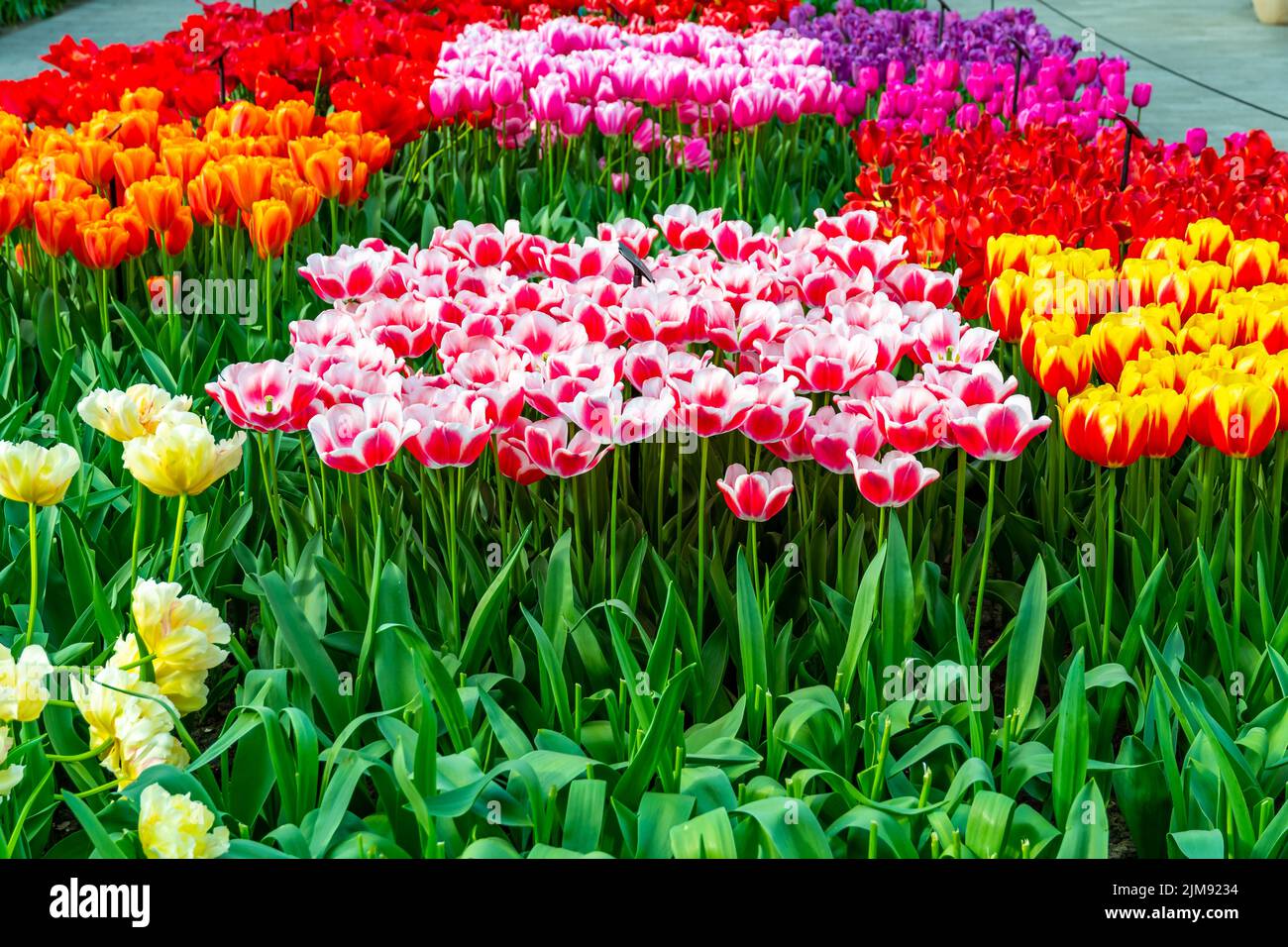 Nahaufnahme eines wunderschönen Tulpenfeldes in voller Blüte. Tulpenblume in mehreren Farben - rosa, gelb, violett, rot, orange. Tulpen sind typische Blüten in Neth Stockfoto