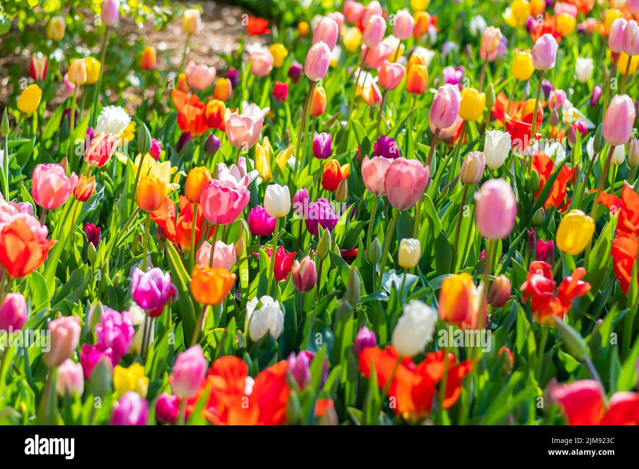 Nahaufnahme eines wunderschönen Tulpenfeldes in voller Blüte. Tulpenblume in mehreren Farben - rosa, gelb, violett, rot, orange. Tulpen sind typische Blüten in Neth Stockfoto