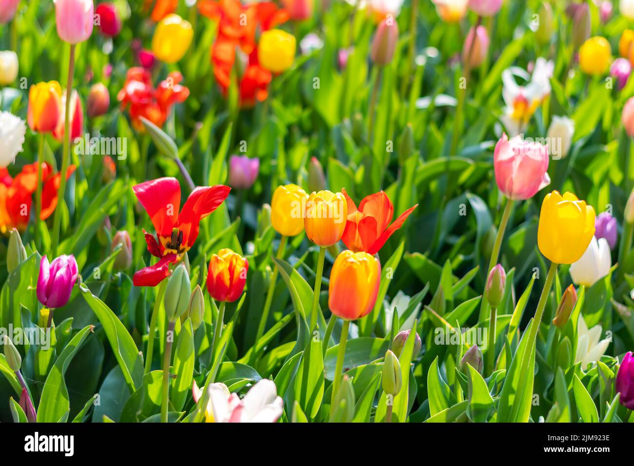 Nahaufnahme eines wunderschönen Tulpenfeldes in voller Blüte. Tulpenblume in mehreren Farben - rosa, gelb, violett, rot, orange. Tulpen sind typische Blüten in Neth Stockfoto