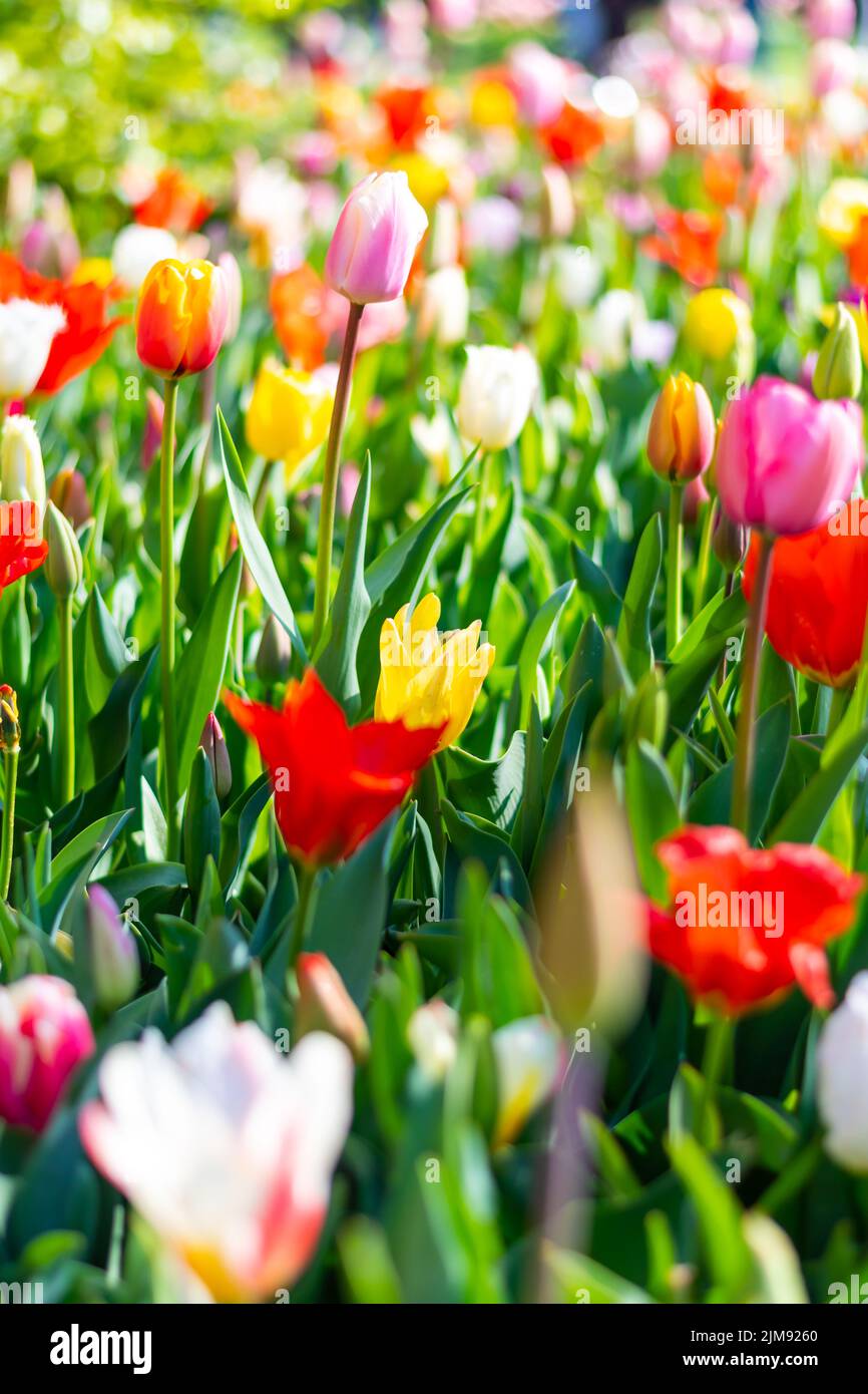 Nahaufnahme eines wunderschönen Tulpenfeldes in voller Blüte. Tulpenblume in mehreren Farben - rosa, gelb, violett, rot, orange. Tulpen sind typische Blüten in Neth Stockfoto