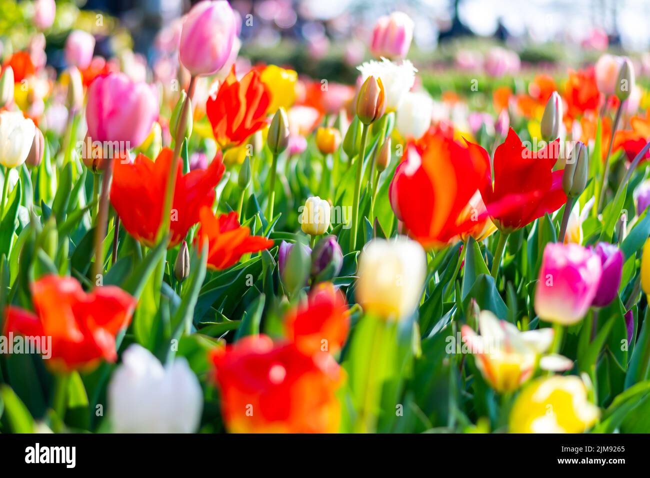 Nahaufnahme eines wunderschönen Tulpenfeldes in voller Blüte. Tulpenblume in mehreren Farben - rosa, gelb, violett, rot, orange. Tulpen sind typische Blüten in Neth Stockfoto
