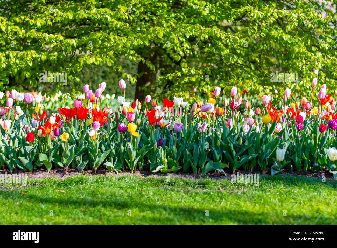 Nahaufnahme eines wunderschönen Tulpenfeldes in voller Blüte. Tulpenblume in mehreren Farben - rosa, gelb, violett, rot, orange. Tulpen sind typische Blüten in Neth Stockfoto