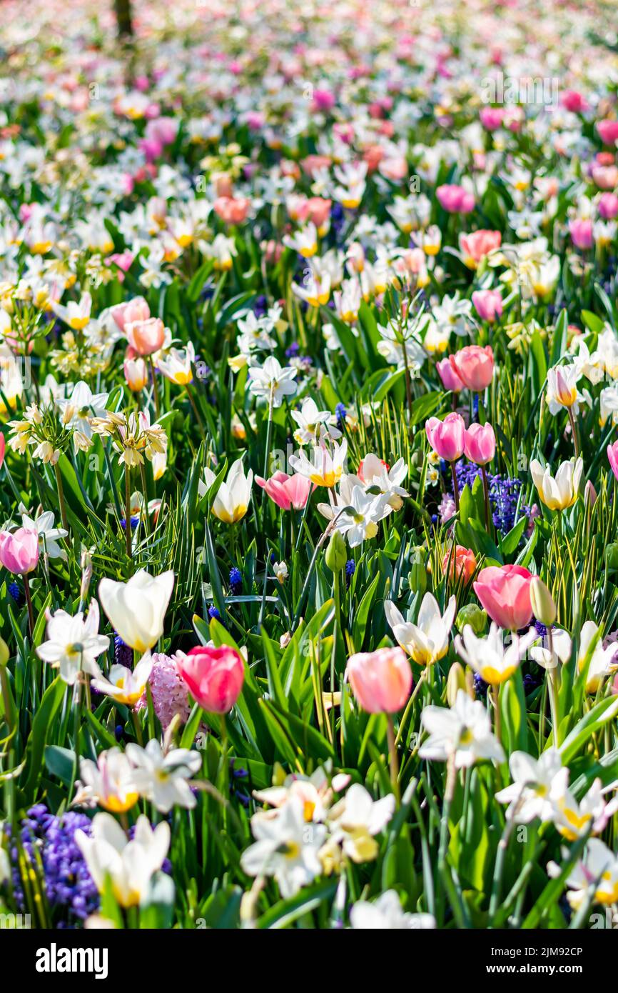 Nahaufnahme eines wunderschönen Tulpenfeldes in voller Blüte. Tulpenblume in mehreren Farben - rosa, gelb, violett, rot, orange. Tulpen sind typische Blüten in Neth Stockfoto