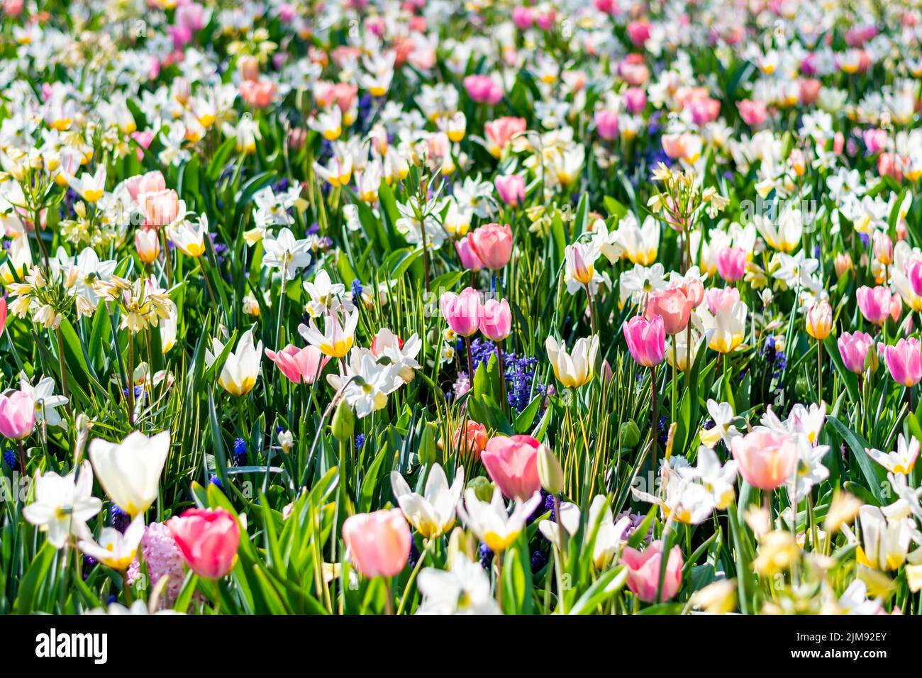 Nahaufnahme eines wunderschönen Tulpenfeldes in voller Blüte. Tulpenblume in mehreren Farben - rosa, gelb, violett, rot, orange. Tulpen sind typische Blüten in Neth Stockfoto