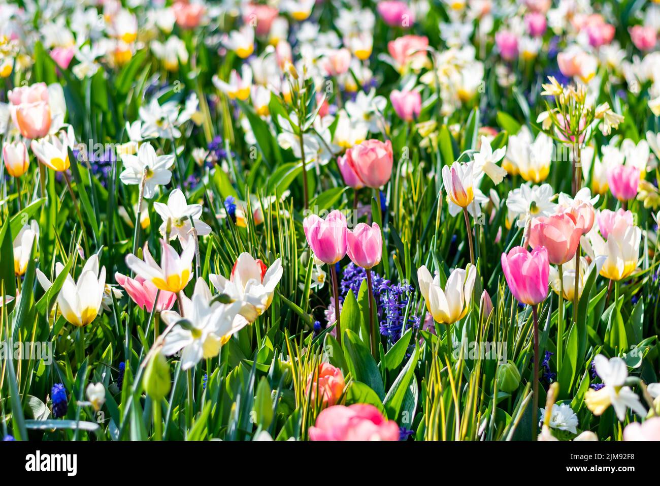 Nahaufnahme eines wunderschönen Tulpenfeldes in voller Blüte. Tulpenblume in mehreren Farben - rosa, gelb, violett, rot, orange. Tulpen sind typische Blüten in Neth Stockfoto