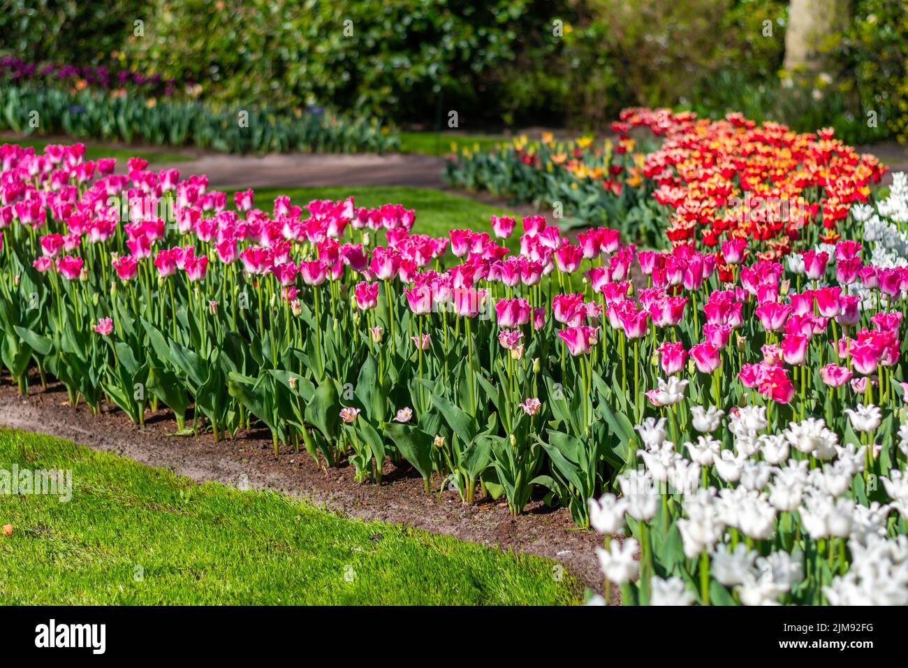 Nahaufnahme eines wunderschönen Tulpenfeldes in voller Blüte. Tulpenblume in mehreren Farben - rosa, gelb, violett, rot, orange. Tulpen sind typische Blüten in Neth Stockfoto