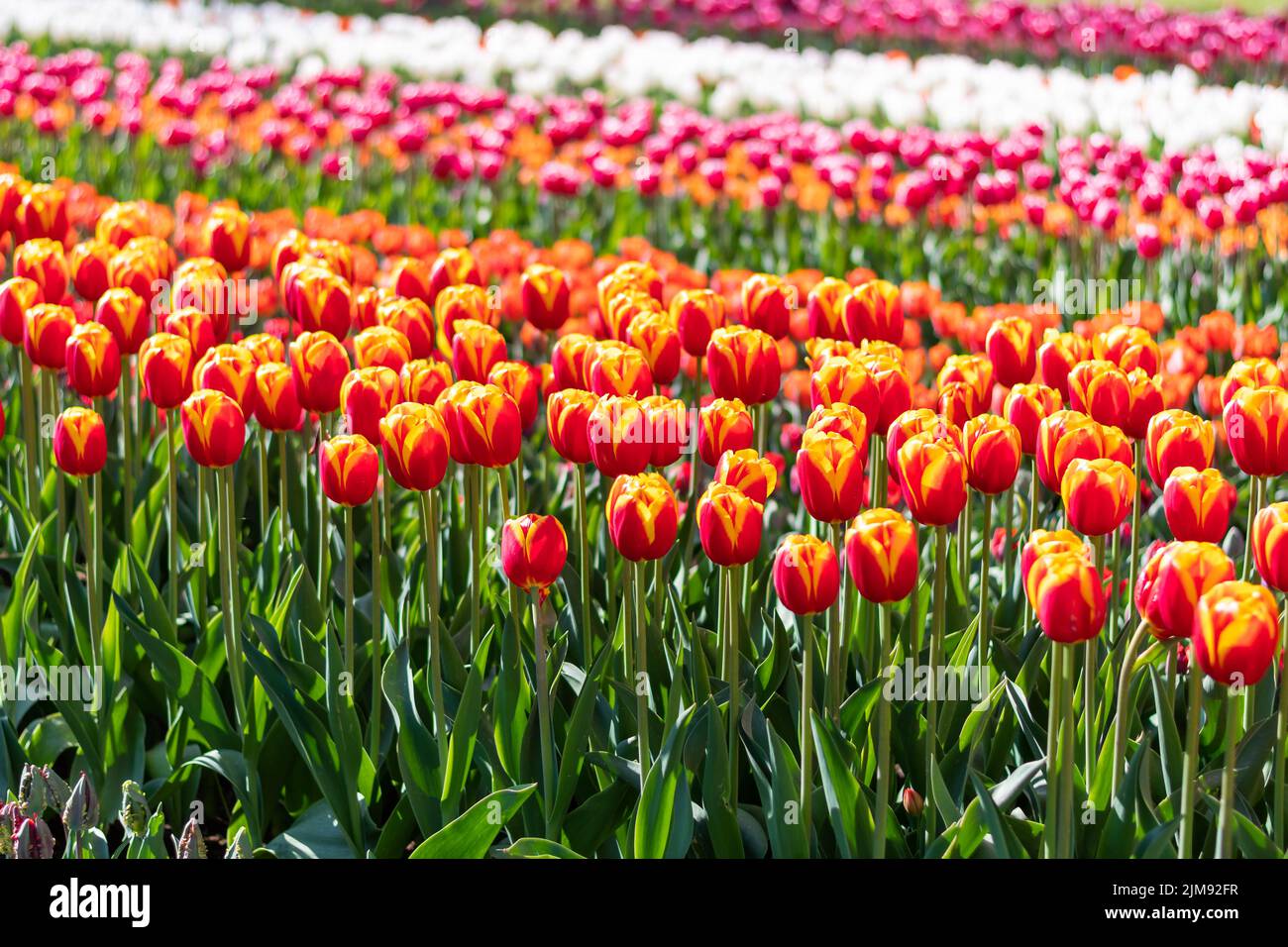 Nahaufnahme eines wunderschönen Tulpenfeldes in voller Blüte. Tulpenblume in mehreren Farben - rosa, gelb, violett, rot, orange. Tulpen sind typische Blüten in Neth Stockfoto