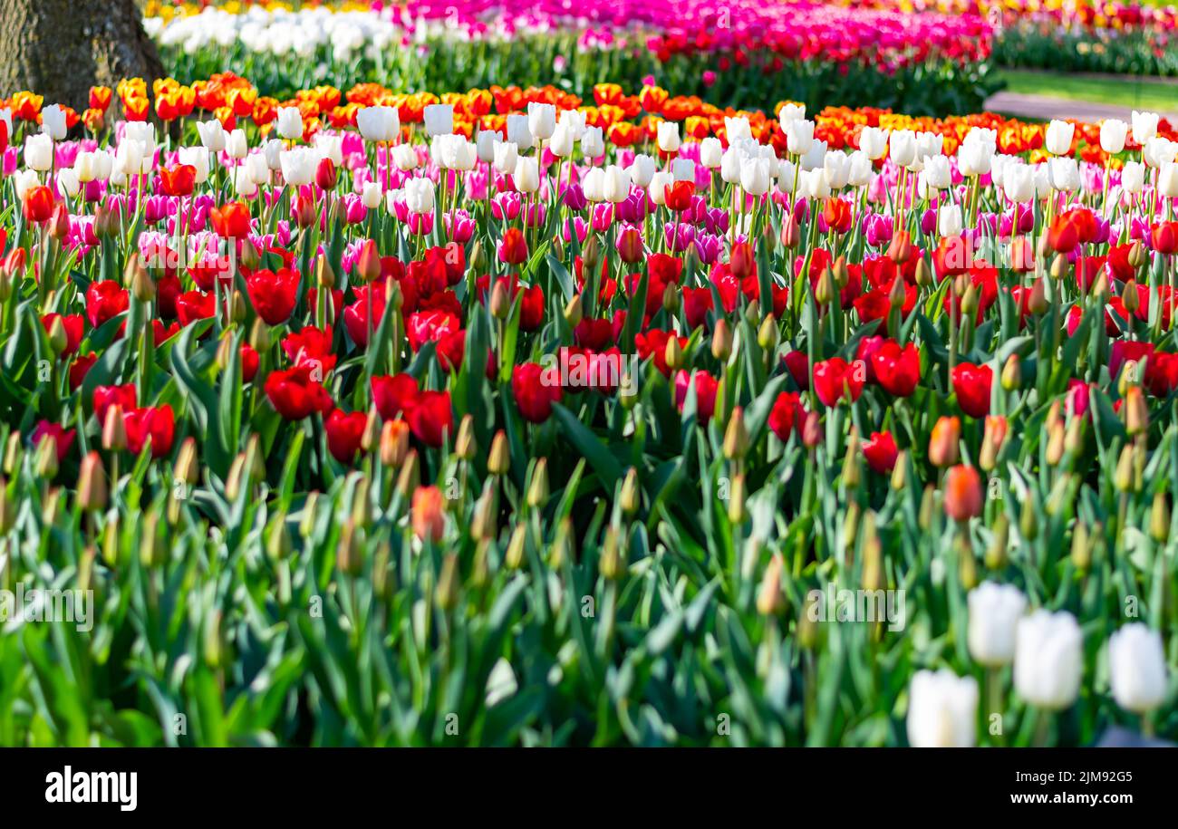 Nahaufnahme eines wunderschönen Tulpenfeldes in voller Blüte. Tulpenblume in mehreren Farben - rosa, gelb, violett, rot, orange. Tulpen sind typische Blüten in Neth Stockfoto