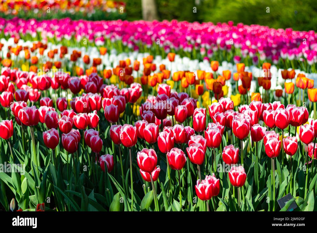 Nahaufnahme eines wunderschönen Tulpenfeldes in voller Blüte. Tulpenblume in mehreren Farben - rosa, gelb, violett, rot, orange. Tulpen sind typische Blüten in Neth Stockfoto