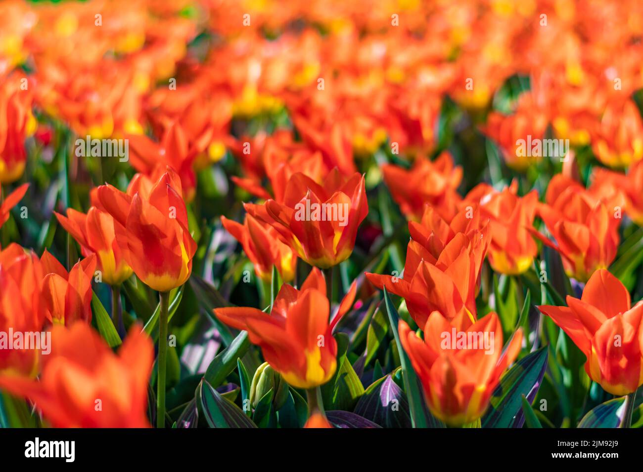 Nahaufnahme eines wunderschönen Tulpenfeldes in voller Blüte. Tulpenblume in mehreren Farben - rosa, gelb, violett, rot, orange. Tulpen sind typische Blüten in Neth Stockfoto