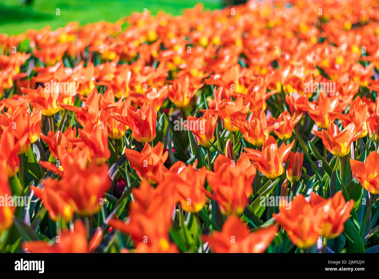 Nahaufnahme eines wunderschönen Tulpenfeldes in voller Blüte. Tulpenblume in mehreren Farben - rosa, gelb, violett, rot, orange. Tulpen sind typische Blüten in Neth Stockfoto