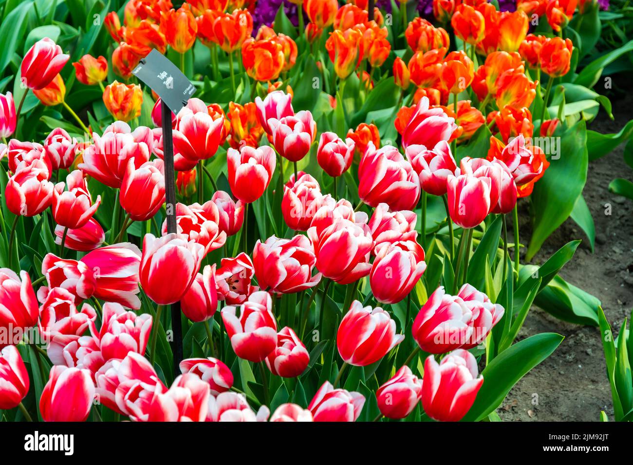 Nahaufnahme eines wunderschönen Tulpenfeldes in voller Blüte. Tulpenblume in mehreren Farben - rosa, gelb, violett, rot, orange. Tulpen sind typische Blüten in Neth Stockfoto