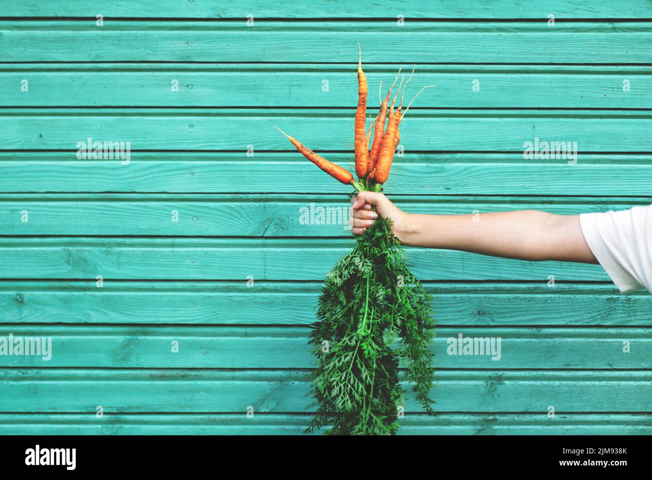 Teenager-Mädchen halten Bio-Karotten von der Weinrebe an der grünen Holzhauswand fest. Gesunde Ernährung, Gartenarbeit, Gemüseanbau-Konzept, Copy Spa Stockfoto