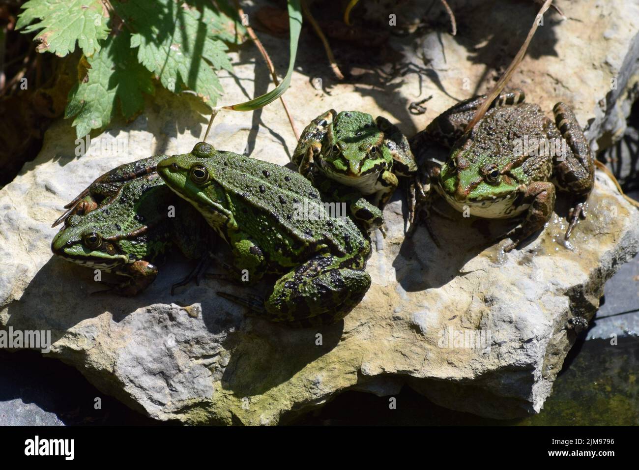 Eine Gruppe von Fröschen genießen die heißen Mittagstemperaturen Stockfoto