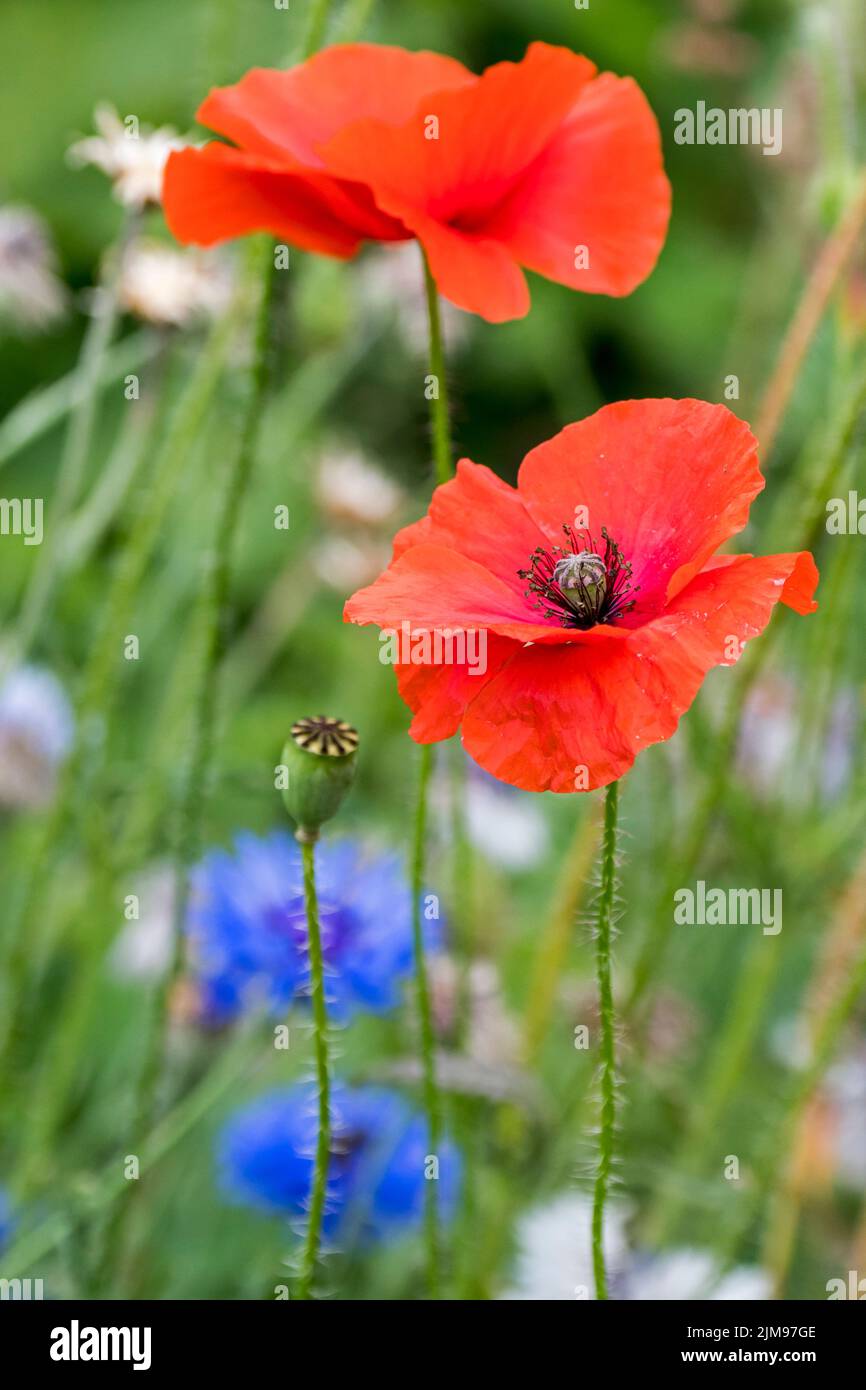 Zwei gewöhnliche Mohnblumen / Maismohnblumen / Feldmohn / Flandern-Mohnblumen / Rotmohn (Papaver rhoeas) in Blüte unter anderen Wildblumen auf Weide / Wiese Stockfoto