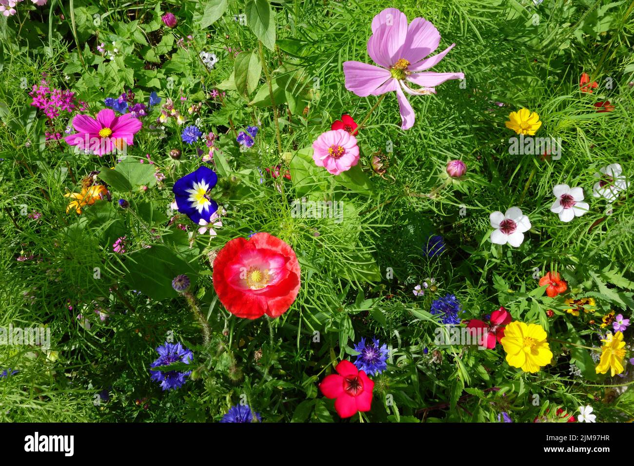 Florale Pracht Stockfoto