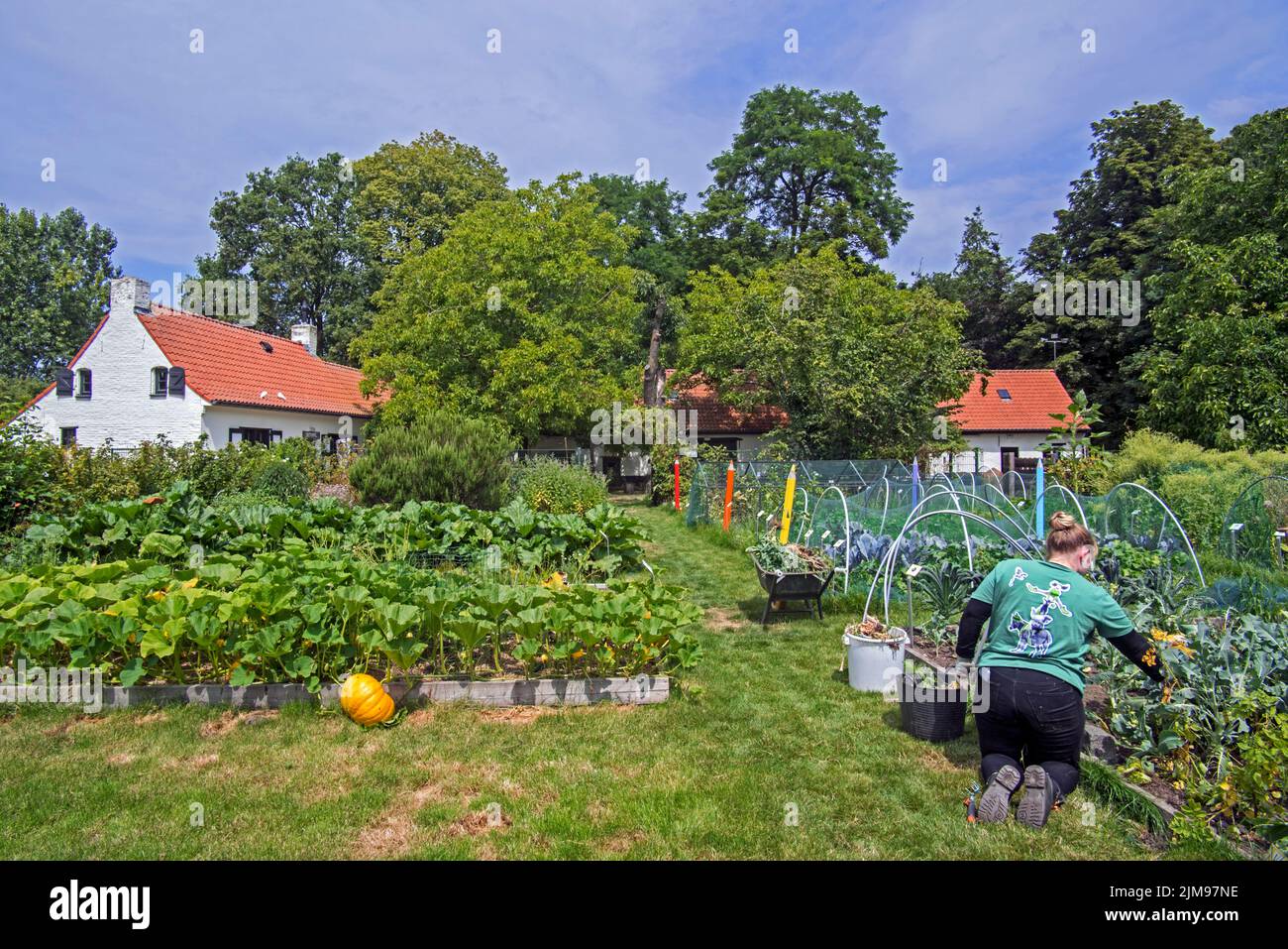 Freiwilligenarbeit im Gemüsegarten / Küchengarten / Zuteilung im Sommer