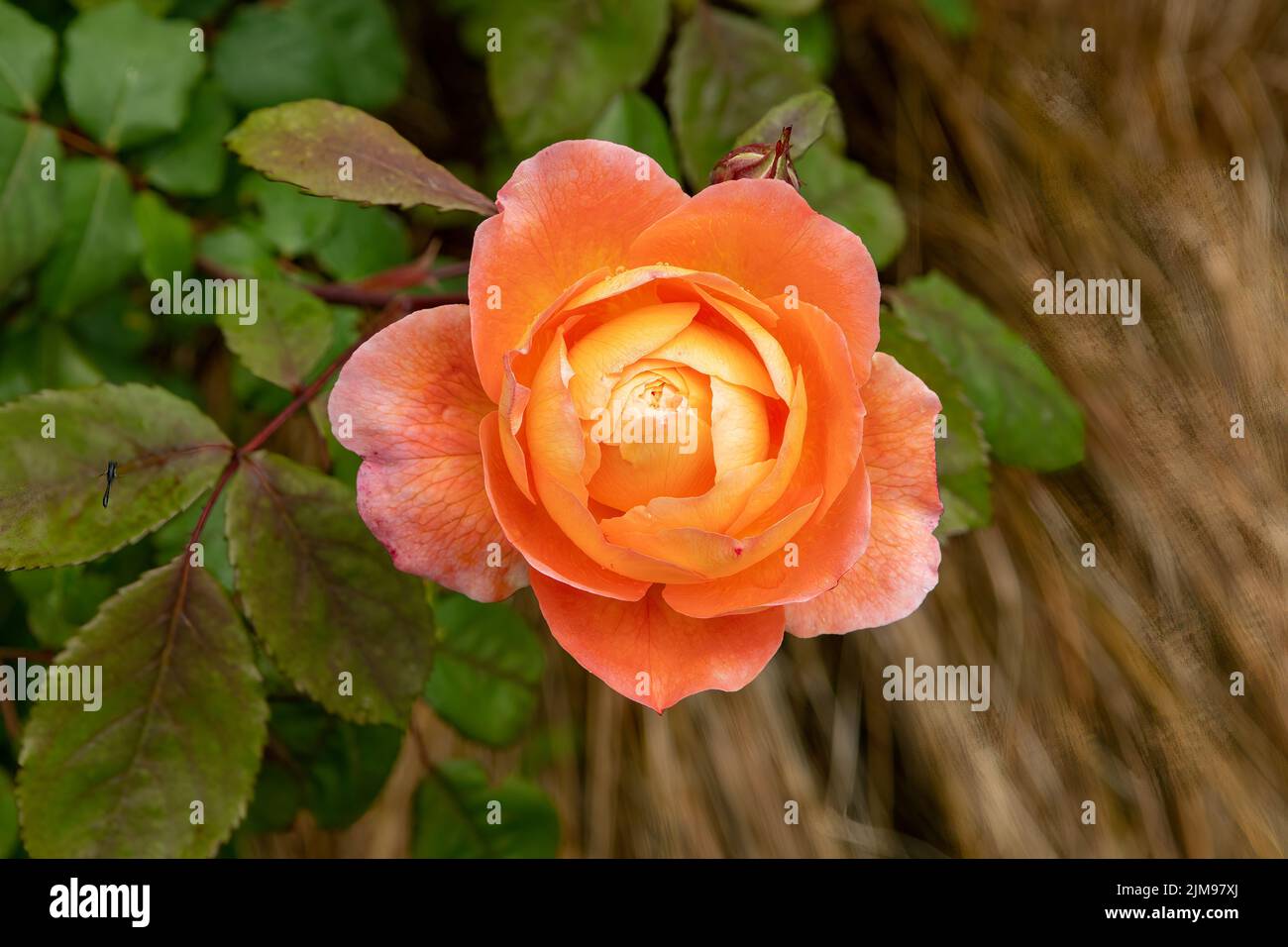Rosa Orange Kletterer Stockfoto