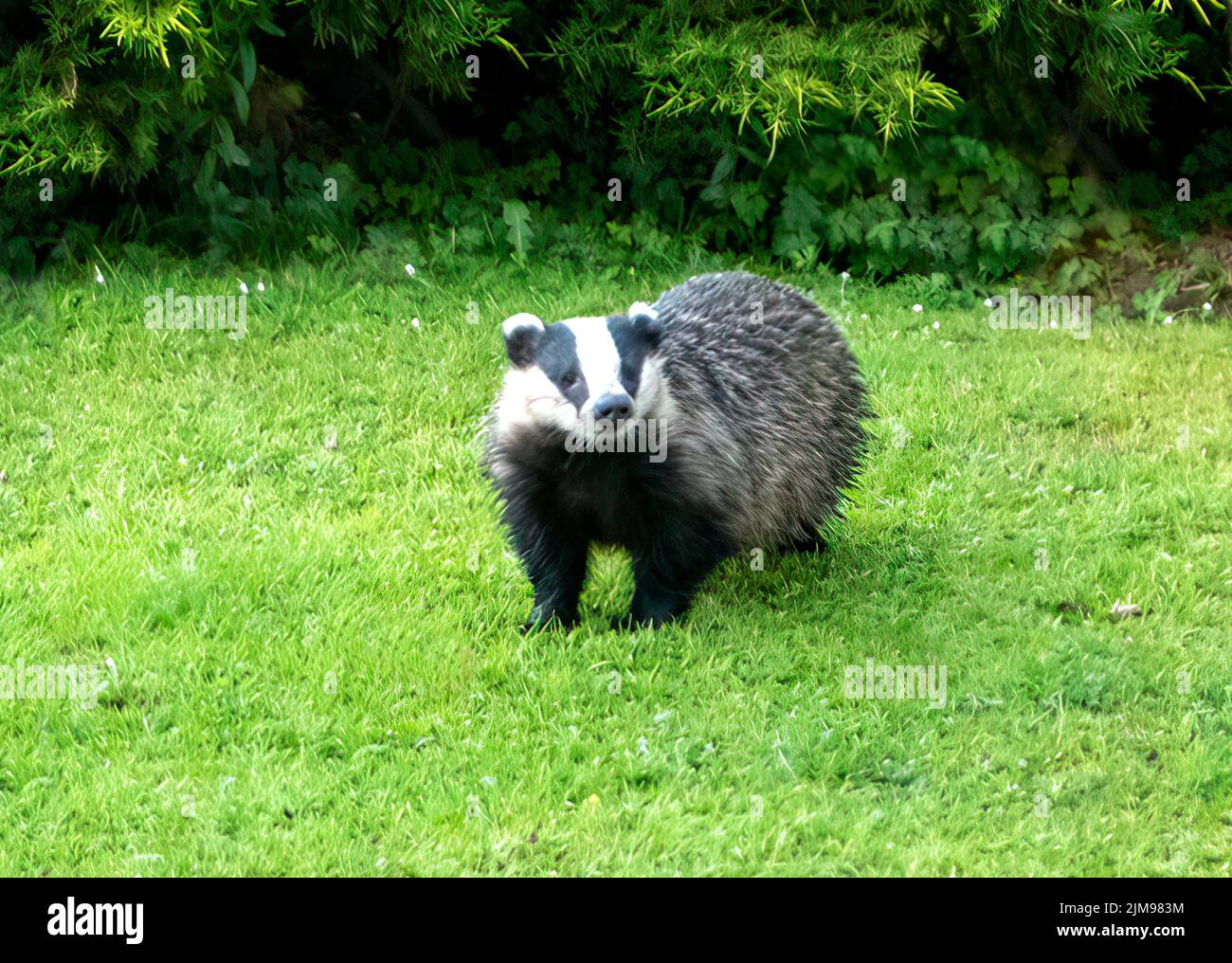 Dachs, Meles meles, bei Symonds Yat, Herefordshire, England Stockfoto