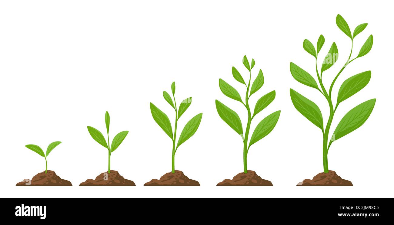 Infografik zum Pflanzen von Bäumen. Phasen Pflanzenwachstum. Sprout, Pflanze, Baum wachsenden Landwirtschaft. Samen sprießen im Bodenvektor Stock Vektor