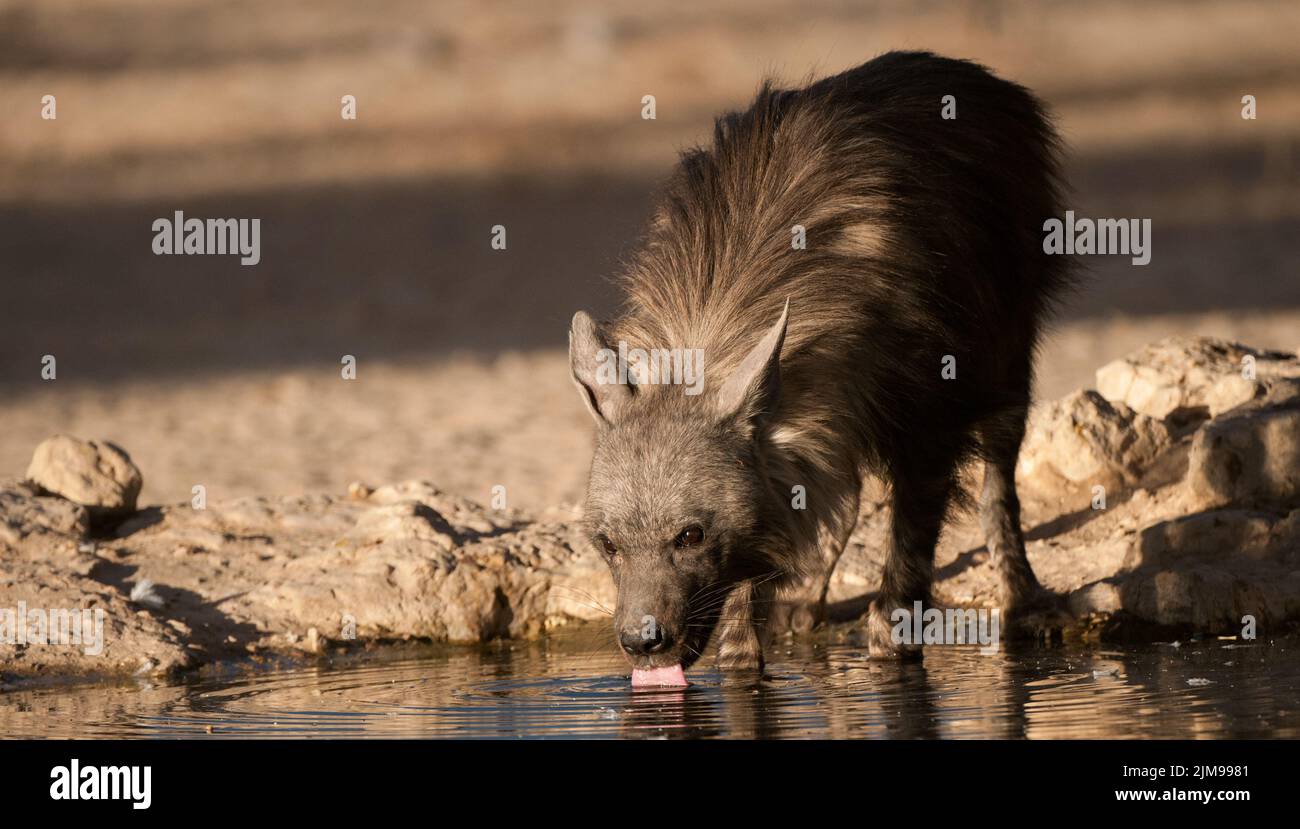 Brown hyaena Fotos und Bildmaterial in hoher Auflösung Alamy