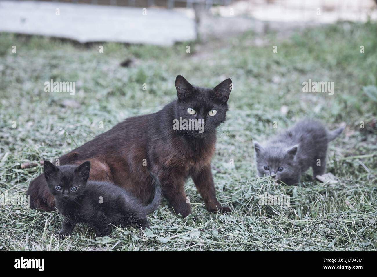 Katze mit ihren zwei Kätzchen zusammen im Garten Stockfoto