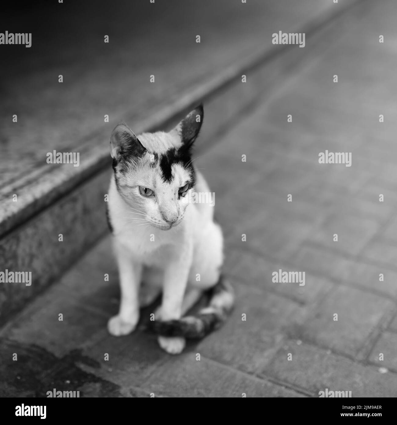 Einsame Katze auf der Straße Stockfoto