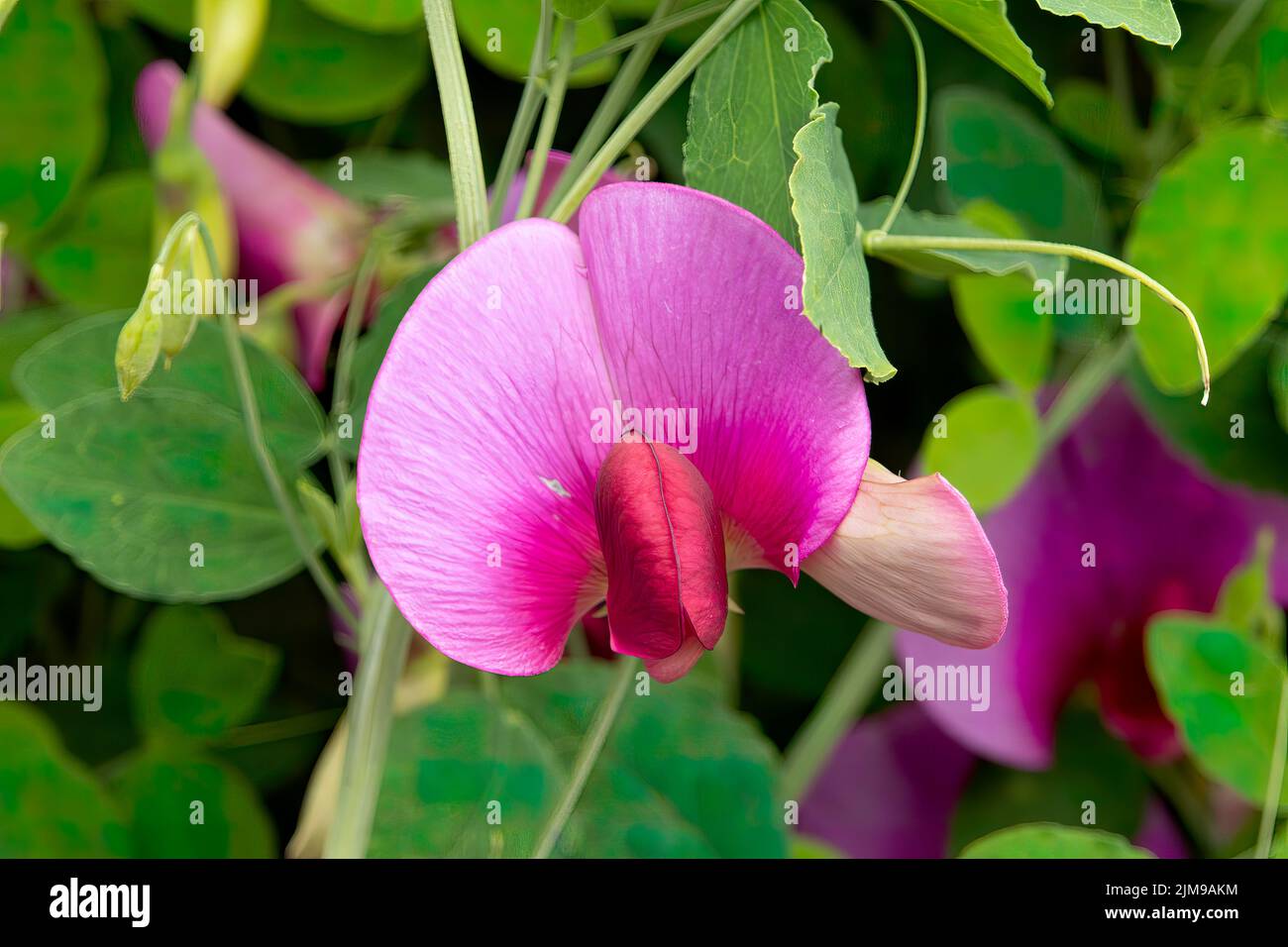Lathyrus latifolius, ewige süße Erbse Stockfoto