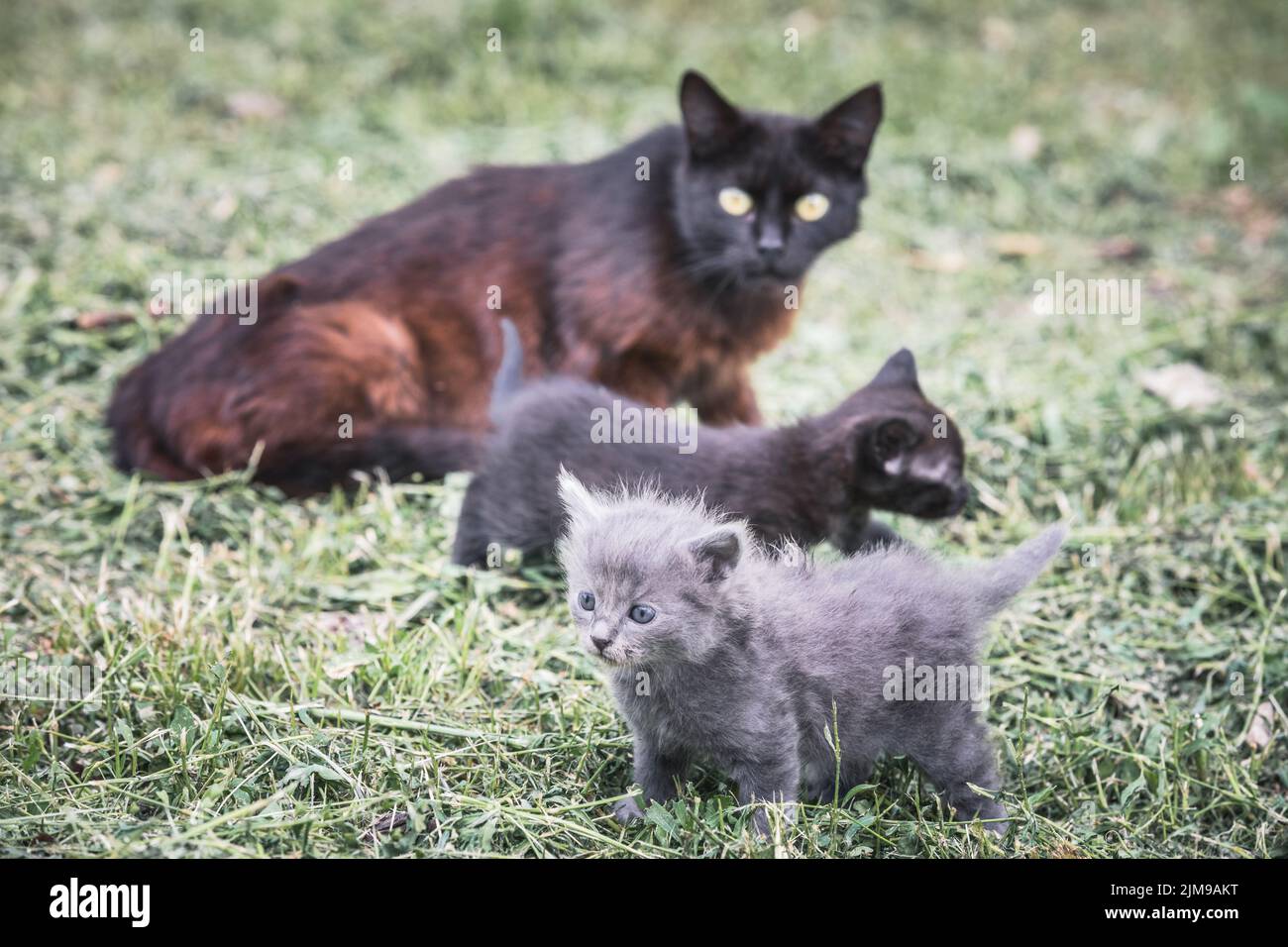 Katze mit ihren zwei Kätzchen zusammen im Garten Stockfoto