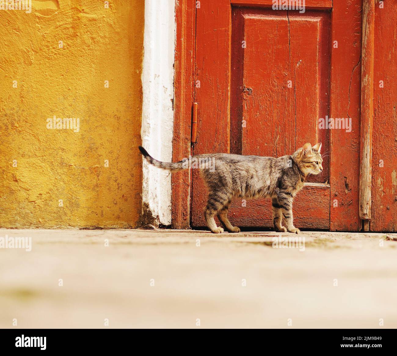 Obdachlose Katze gegen rote Tür Stockfoto